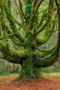 old moss tree